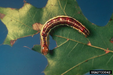 variable oakleaf caterpillar (Lochmaeus manteo ) on oak (Quercus spp. ) - 2733042