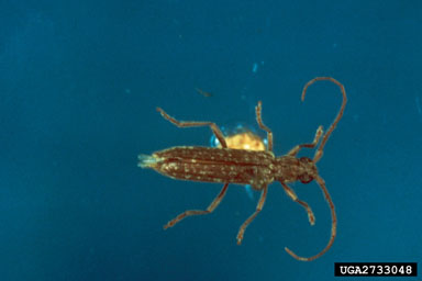 southeastern gray twig pruner, Anelaphus villosus  (Coleoptera: Cerambycidae) - 2733048
