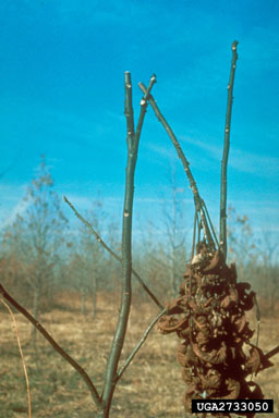 twig girdler (Oncideres cingulata ) on pecan (Carya illinoinensis ) - 2733050