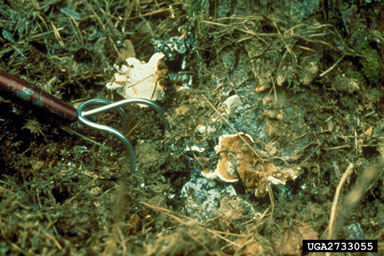 annosum root disease (Heterobasidion annosum ) on pine (Pinus spp. ) - 2733055