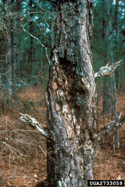 fusiform rust (Cronartium quercuum f.sp. fusiforme) on pine (Pinus spp. ) - 2733059