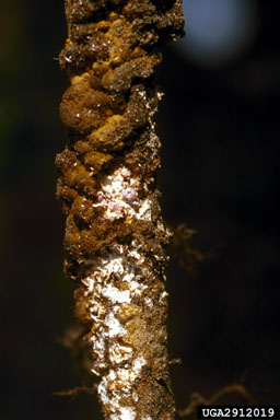 pineapple mealybug (Dysmicoccus brevipes ) on Australian-pine (Casuarina equisetifolia ) - 2912019