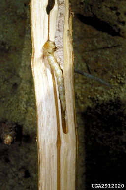 flatheaded or metallic wood borer (  ) on mangrove (Sonneratia spp. ) - 2912020