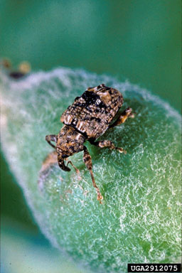 plum curculio, Conotrachelus nenuphar  (Coleoptera: Curculionidae) - 2912075