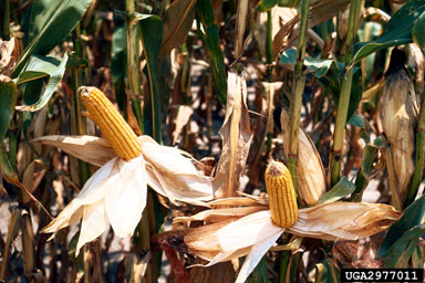 corn, Zea mays  (Cyperales: Poaceae) - 2977011