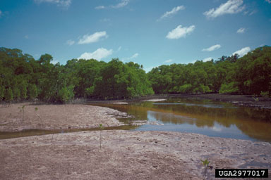 marine mangrove ecosystem,    - 2977017