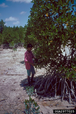 marine mangrove ecosystem,    - 2977025
