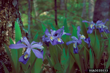 iris, Iris spp.  (Liliales: Iridaceae) - 3035033