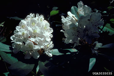 rhododendrons and azaleas, Rhododendron spp.  (Ericales: Ericaceae) - 3035035