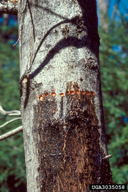 yellow-bellied sapsucker (Sphyrapicus varius varius) on maple (Acer spp. ) - 3035058