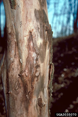 dogwood anthracnose (Discula destructiva ) on dogwood (Cornus spp. ) - 3035070