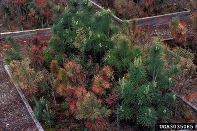 white pine blister rust (Cronartium ribicola ) on pine (Pinus spp. ) - 3035085