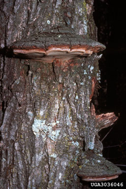 heart rot (Phellinus rimosus ) on black locust (Robinia pseudoacacia ) - 3036046