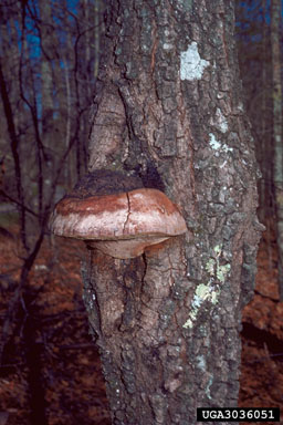wood decay and heart rots of hardwoods (Fomes spp. ) on oak (Quercus spp. ) - 3036051