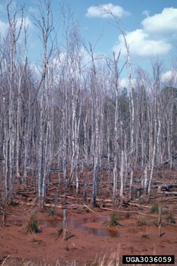 flooding/high water,    (Abiotic: Other abiotic damage) - 3036059