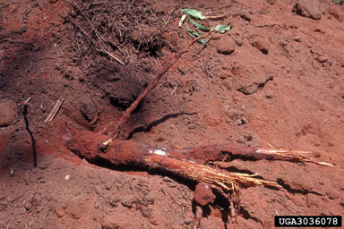 root rot, Phellinus hartigii  (Hymenochaetales: Hymenochaetaceae) - 3036078