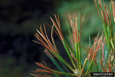 ozone (  ) on eastern white pine (Pinus strobus ) - 3036089