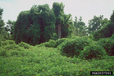 kudzu, Pueraria montana var. lobata (Fabales: Fabaceae (Leguminosae)) - 3037001
