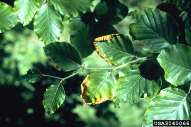 air pollutants (  ) on European beech (Fagus sylvatica ) - 3040066