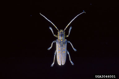 poplar borer, Saperda calcarata  (Coleoptera: Cerambycidae) - 3046001