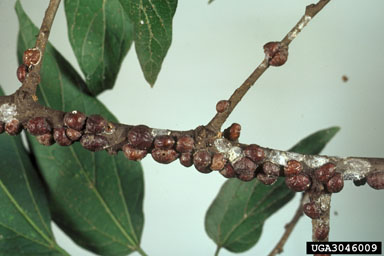 lecanium scales (Coccus spp. ) on sugarberry (Celtis laevigata ) - 3046009