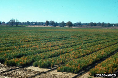 frost and winter injury (general),    (Abiotic: Other abiotic damage) - 3046025