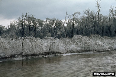 snow and ice damage (snow load),    (Abiotic: Other abiotic damage) - 3046028