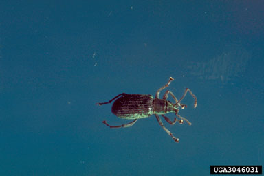 Asiatic oak weevil, Cyrtepistomus castaneus  (Coleoptera: Curculionidae) - 3046031