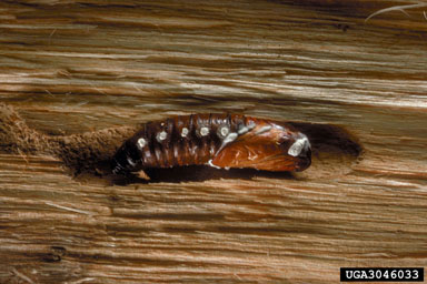 white muscadine disease (Beauveria bassiana ) on carpenterworm (Prionoxystus robiniae ) - 3046033
