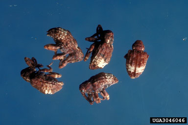 nut curculio, Conotrachelus hicoriae  (Coleoptera: Curculionidae) - 3046046