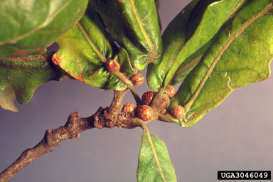 kermes scales (Kermes spp. ) on white oak (Quercus alba ) - 3046049