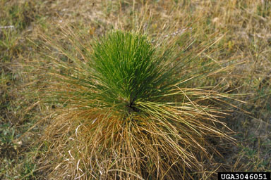 brown spot needle blight of pine (Mycosphaerella dearnessii ) on longleaf pine (Pinus palustris ) - 3046051