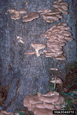 oyster mushroom (Pleurotus ostreatus ) on pecan (Carya illinoinensis ) - 3046070