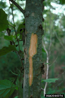 sycamore dieback (  ) on American sycamore (Platanus occidentalis ) - 3046074