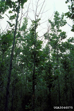 sycamore dieback (  ) on American sycamore (Platanus occidentalis ) - 3046075