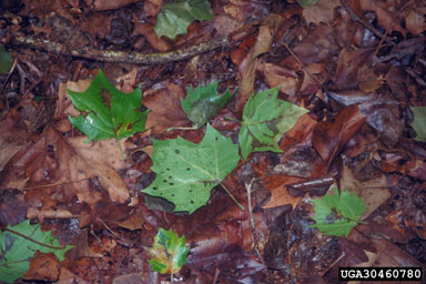 sycamore anthracnose (Apiognomonia veneta ) on American sycamore (Platanus occidentalis ) - 3046080