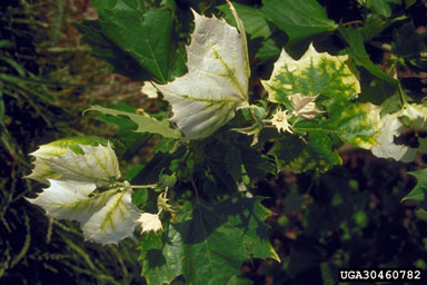 clomazone (  ) on American sycamore (Platanus occidentalis ) - 3046082