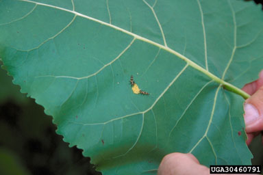 cottonwood leaf beetle (Chrysomela scripta ) on eastern cottonwood (Populus deltoides ssp. deltoides) - 3046091
