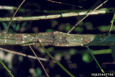 Septoria leaf spot and canker (Septoria musiva ) on eastern cottonwood (Populus deltoides ssp. deltoides) - 3046096