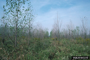 triclopyr (  ) on eastern cottonwood (Populus deltoides ssp. deltoides) - 3046100