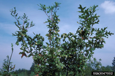 triclopyr (  ) on Nuttall oak (Quercus texana ) - 3047002