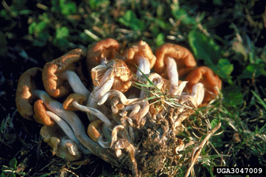 Armillaria root rot (Armillaria tabescens ) on Nuttall oak (Quercus texana ) - 3047009