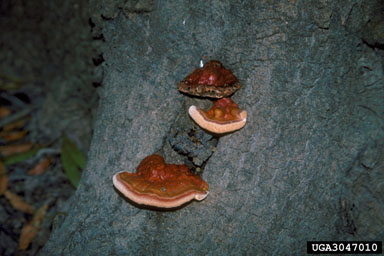 Ganoderma root and butt rot (Ganoderma lucidum ) on willow oak (Quercus phellos ) - 3047010