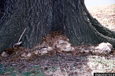 weeping conk (Inonotus dryadeus ) on oak (Quercus spp. ) - 3047018
