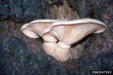 veiled oyster (Pleurotus dryinus ) on willow oak (Quercus phellos ) - 3047022