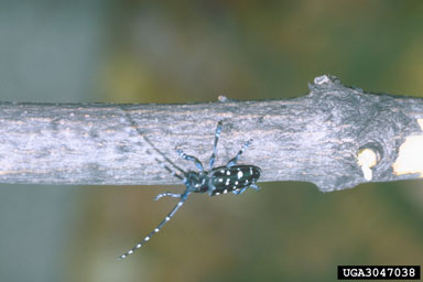 Asian longhorned beetle, Anoplophora glabripennis  (Coleoptera: Cerambycidae) - 3047038