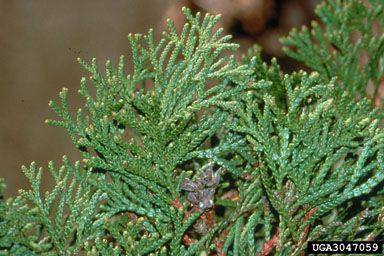 eastern arborvitae, Thuja occidentalis  (Pinales: Cupressaceae) - 3047059
