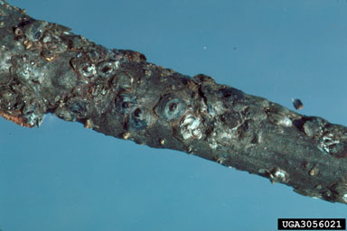 obscure scale (Melanaspis obscura ) on oak (Quercus spp. ) - 3056021
