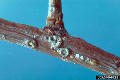 oak pit scale (Asterolecanium minus ) on oak (Quercus spp. ) - 3056025