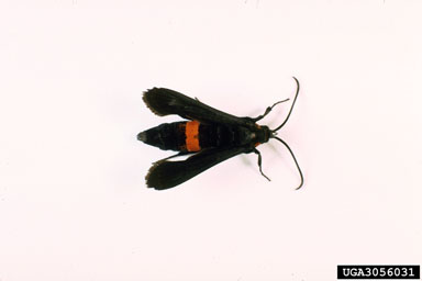 persimmon borer, Sannina uroceriformis  (Lepidoptera: Sesiidae) - 3056031